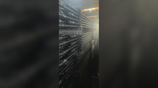Ράβδοι κορόιδο D κατηγορίας